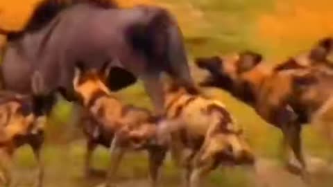 Cachorros selvagens são impiedosos na hora da caça