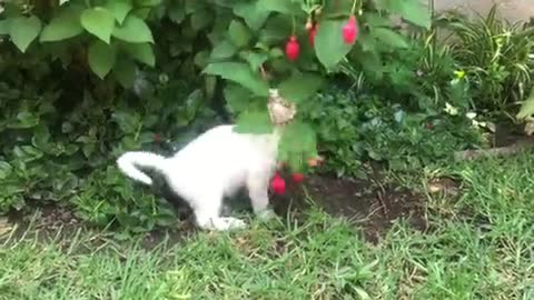 Funny cats ♡ cute cats video❤