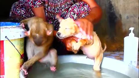 Cute Monkey and dog bathing-Monkey Animals 014