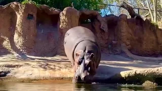 Some rhinos have sweet spots for scratches