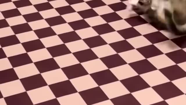 Funny cats and Dogs