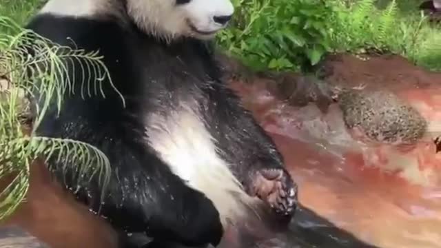 Panda Know How to deal the hot summer