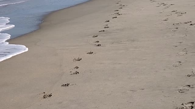 Rhodesian Ridgeback - Beach Fun