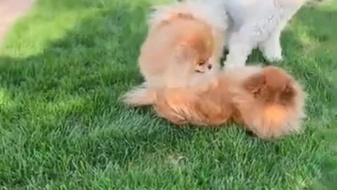 funny, cute, puppy