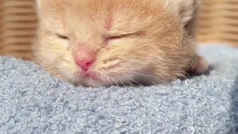 Sleeping kitten