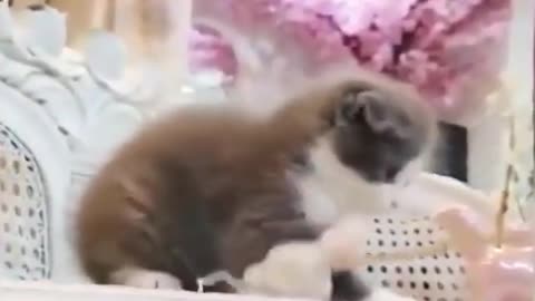 cat toys # cat's confusing behavior # cat's daily routine