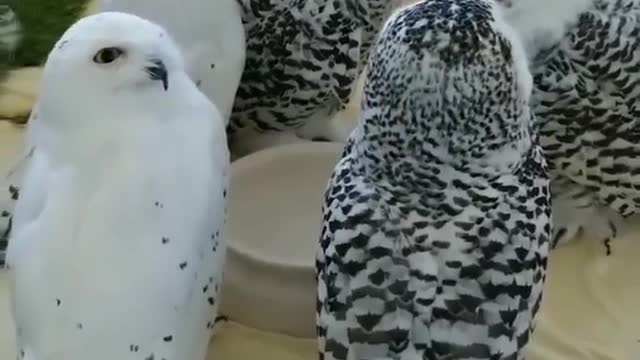 Mutual conversation of beautiful owls