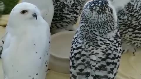 Mutual conversation of beautiful owls