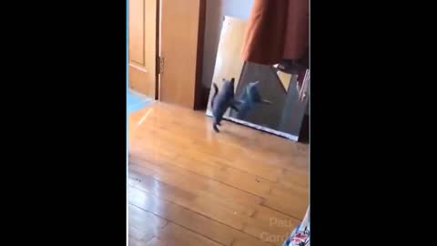 Cat vs glass funny