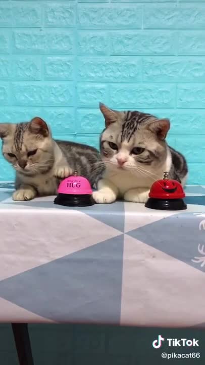 Amazing Feeding style to funny cat videos