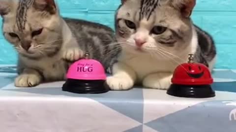 Amazing Feeding style to funny cat videos