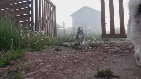 A cat come to visit a dog house.