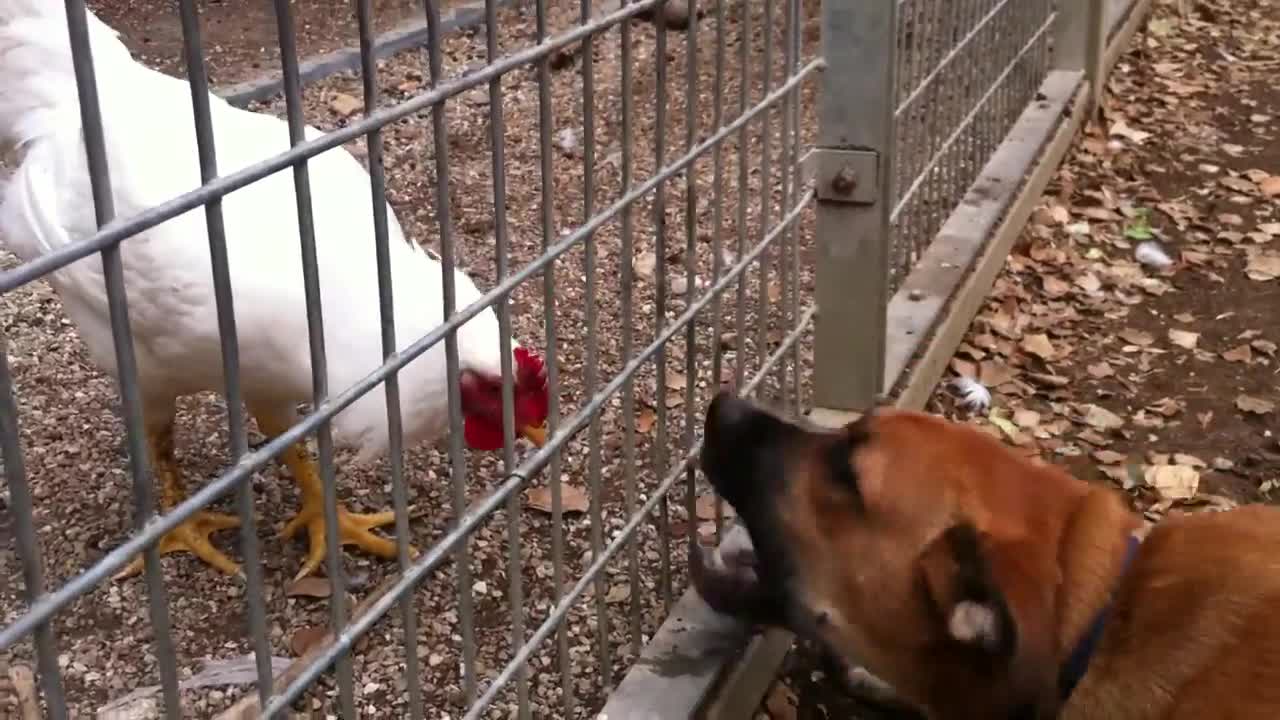 Brave dog / Brave chicken.....