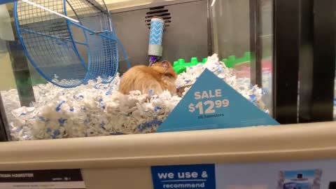 EXPLORING PETSMART !