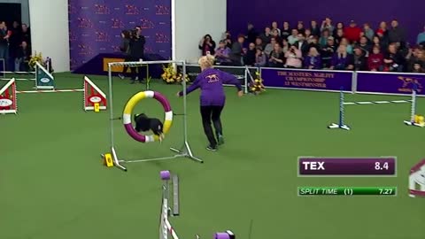 Watch Border Collie, Tex, Win 2015 Masters Agility Championship