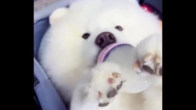 Awesome cute animals videos clips