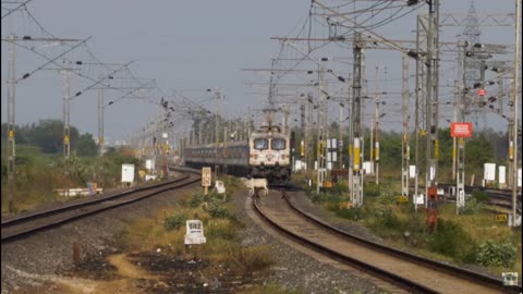 Train Hits Cow Crossing Railway Line At High Speed!