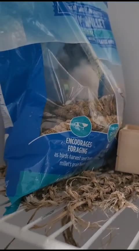 "Wings of Wonder: Exploring the Fascinating World of Birds"