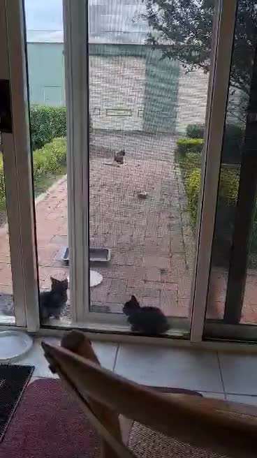 This two cute kittens loves to play on the front door Part 1