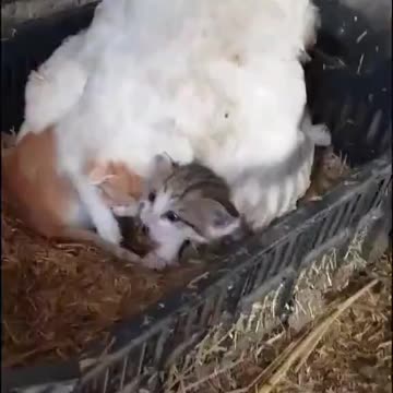 Farmer Looks for Hen's Eggs: Finds Kittens Instead