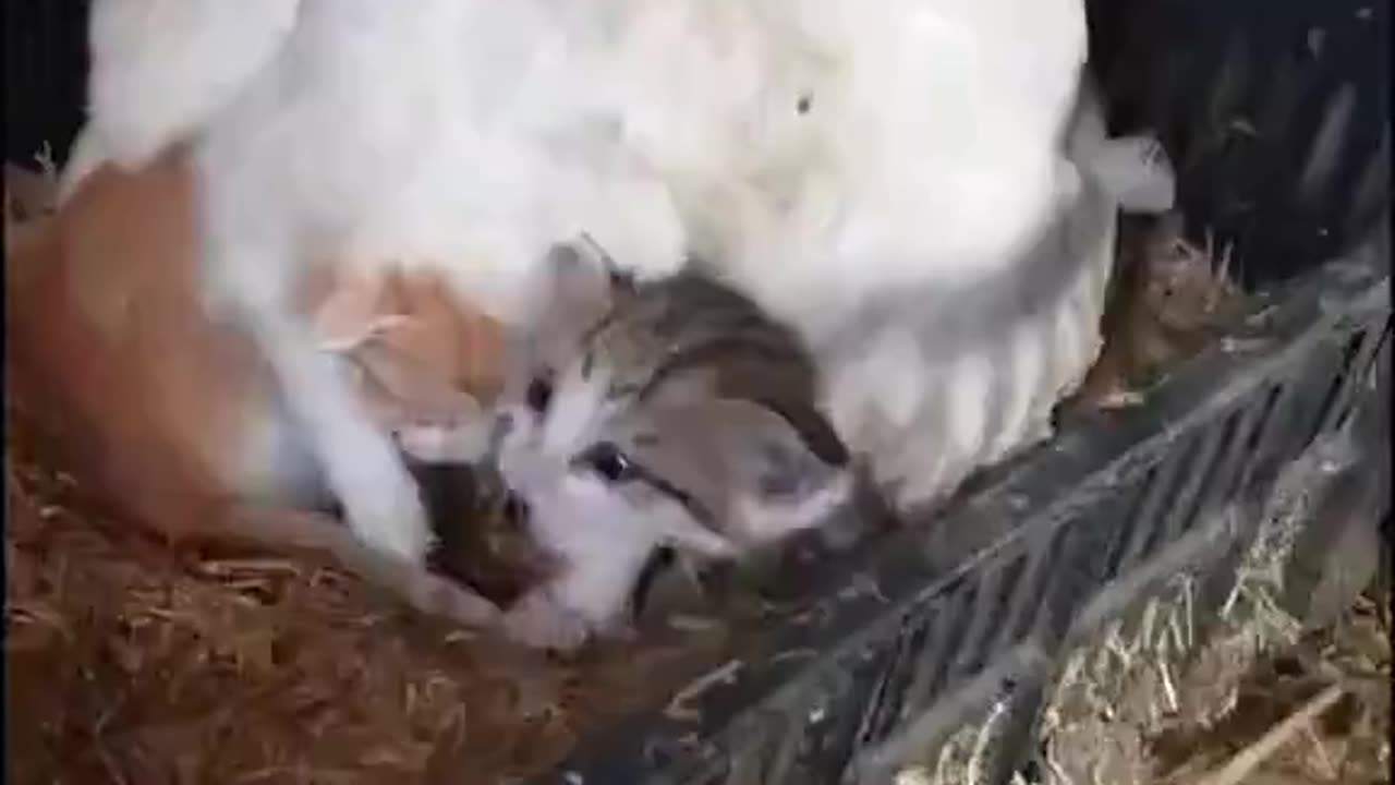 Farmer Looks for Hen's Eggs: Finds Kittens Instead