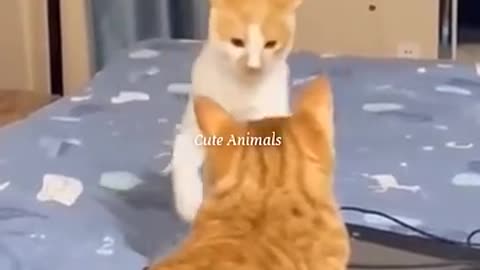 Funny cat video