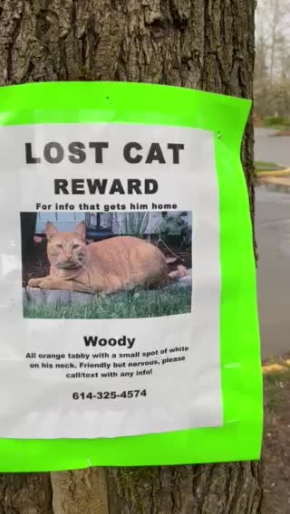 Lost Cat in Kirkland Washington (flyer)