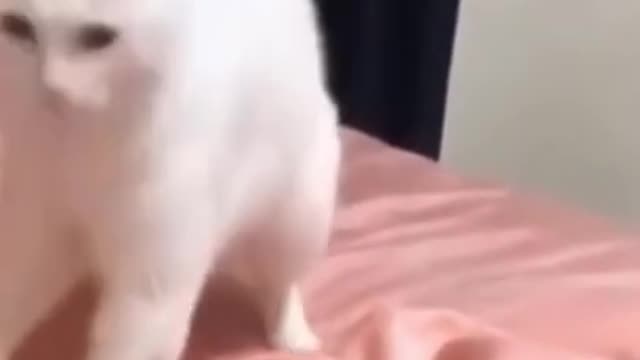 Lions Roll Around In The Grass With Pure Happiness