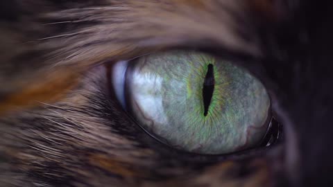 Cateye animal eyes