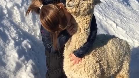 Would you pet this Alpaca? 🤔 Tag someone who’d love this!👇