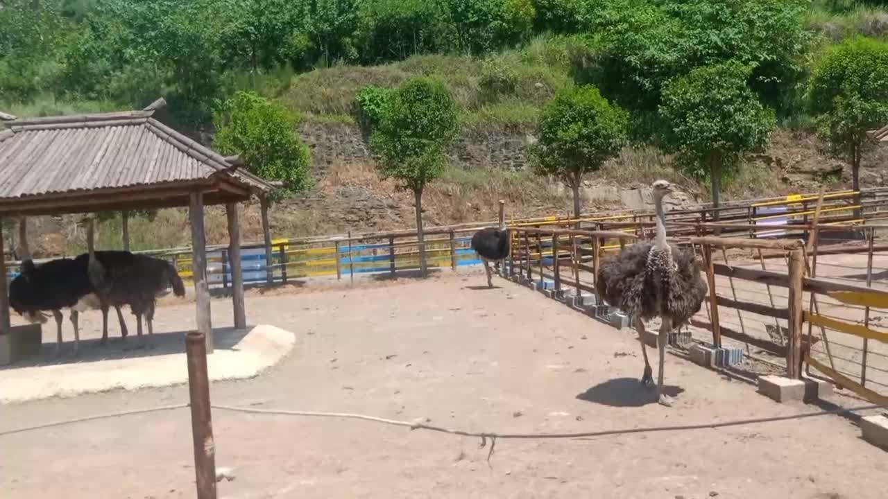 Ostrich walking