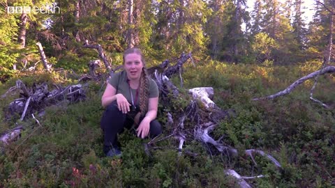 Plants Dying Actually Helps Them to Survive | From Plant to Planet with Nellie Nilsen | BBC Earth