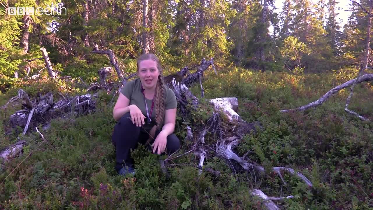 Plants Dying Actually Helps Them to Survive | From Plant to Planet with Nellie Nilsen | BBC Earth