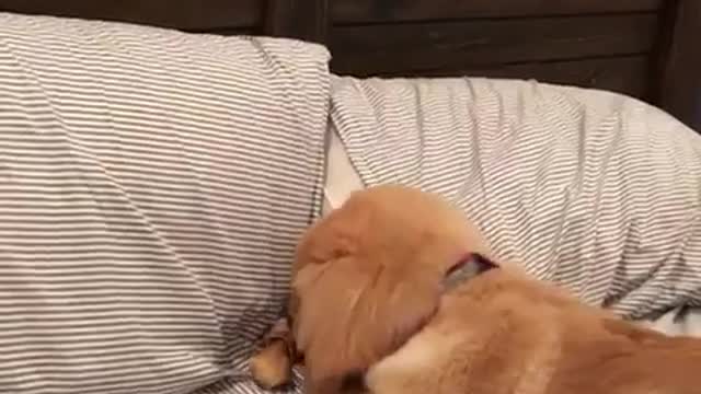 hidden puppy