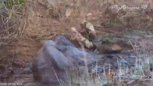 Top 10 most dangerous animals in the World2