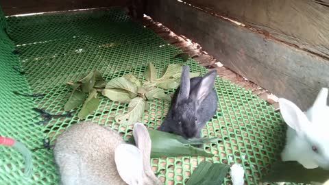 baby rabbits eat very easily