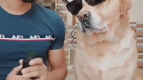 Indian dog 🐕 comedy video