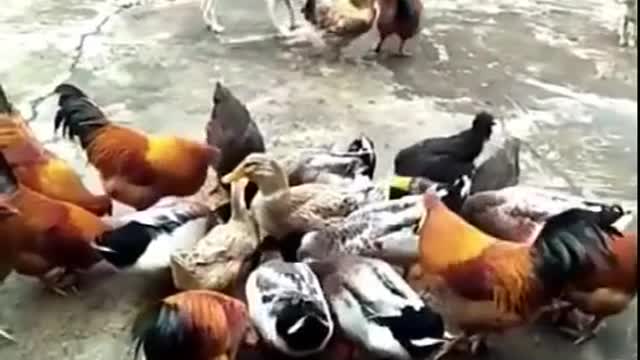 Chicken VS Dog Fight jajajaja