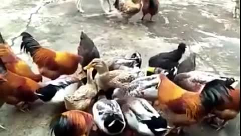 Chicken VS Dog Fight jajajaja