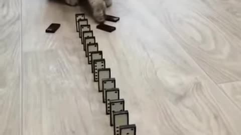 Dominos cat !cut cat