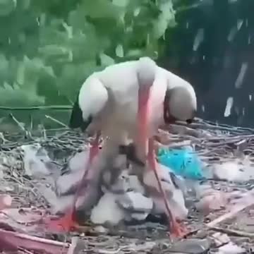A stork saves his children from the winter