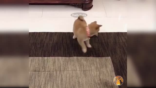 Cute Dog Dance Celebrating Chinese New Year