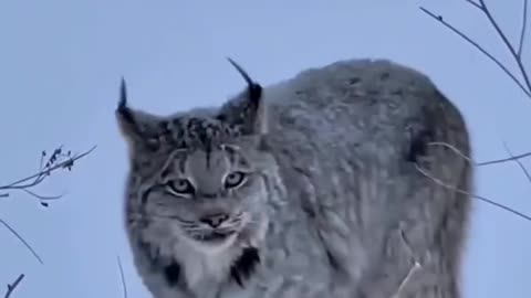 Lynx cats