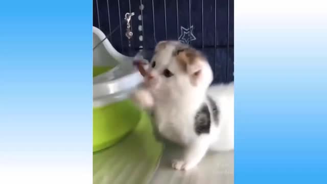 Top Funny Cat Dog Videos of The Weekly