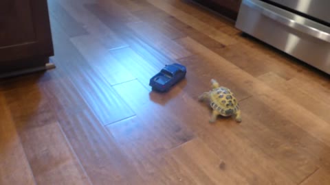 Tortoise vs Truck