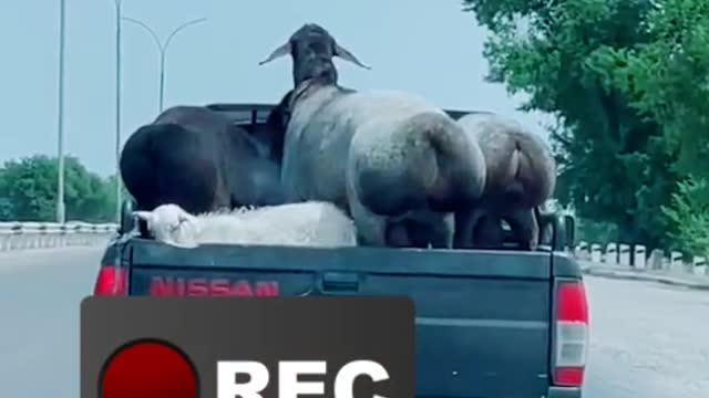 Latest Song 🎵 Video Viral