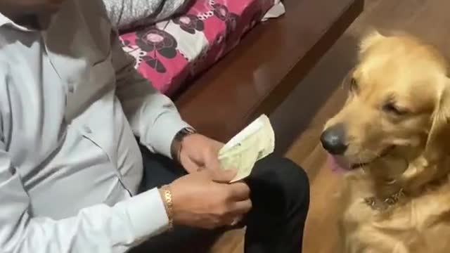 dog or note counting machine