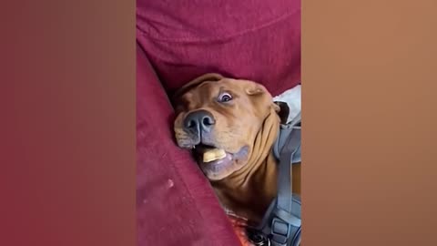 Nobody passed this LAUGH challenge YET - FUNNY DOG Video