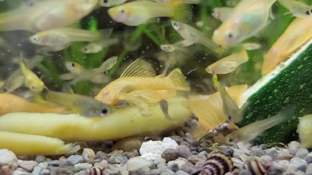 Guppies & Plecos