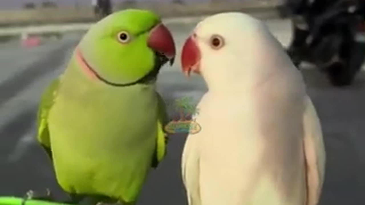 Ringnecks in Love